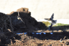 Passer montanus dilutus