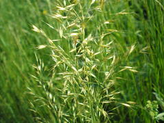 Trisetum flavescens