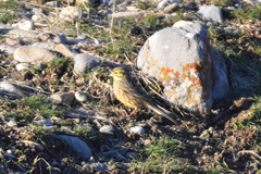 Emberiza citrinella erythrogenys