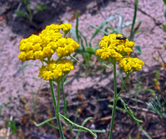 Achillea micrantha