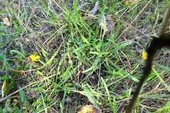 Scorzoneroides autumnalis