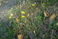 Scorzoneroides autumnalis