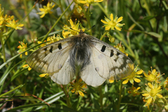 Parnassius phoebus sacerdos
