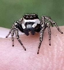 Leptofreya ambigua