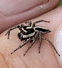 Leptofreya ambigua