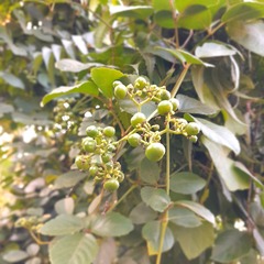 Causonis japonica