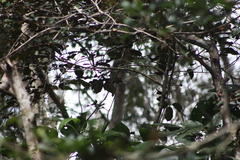 Piranga roseogularis