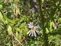 Symphyotrichum simmondsii