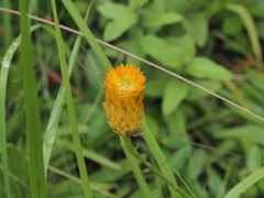 Polygala lutea