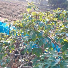 Jatropha gossypiifolia