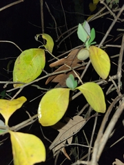 Lonicera periclymenum