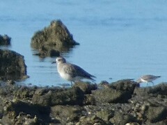 Pluvialis squatarola