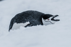 Pygoscelis antarcticus