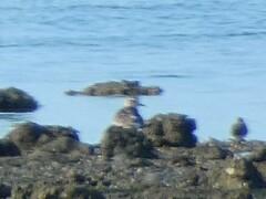 Pluvialis squatarola