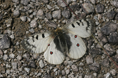Parnassius phoebus sacerdos