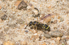 Parancistrocerus pedestris