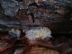 Gliocladium polyporicola