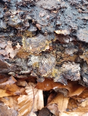 Gliocladium polyporicola