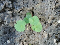 Geranium rotundifolium