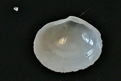 Semele proficua