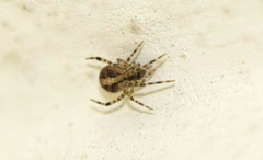 Theridion varians