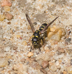 Parancistrocerus pedestris