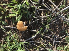 Marasmius plicatulus