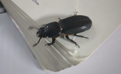 Passalus
