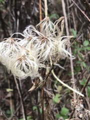 Clematis reticulata