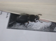 Passalus