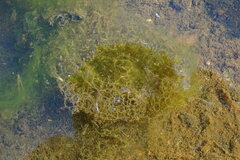 Hydrodictyon reticulatum