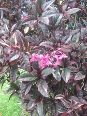 Pseuderanthemum carruthersii
