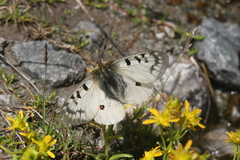 Parnassius phoebus sacerdos