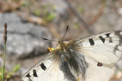 Parnassius phoebus sacerdos