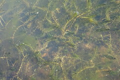 Elodea canadensis