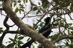 Cyanocorax yucatanicus