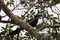 Cyanocorax yucatanicus