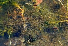 Hydrodictyon reticulatum