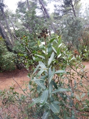 Bupleurum fruticosum