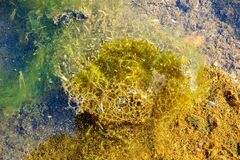 Hydrodictyon reticulatum