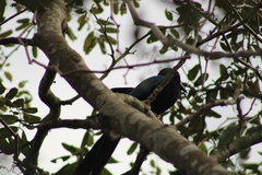 Cyanocorax yucatanicus