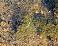 Hydrodictyon reticulatum