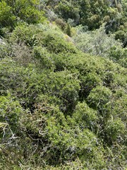 Sophora prostrata