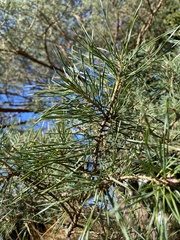 Pinus sylvestris