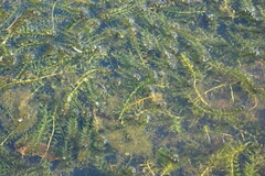 Elodea canadensis