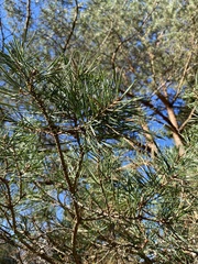 Pinus sylvestris