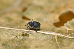 Ceutorhynchus erysimi