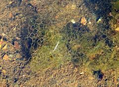 Hydrodictyon reticulatum