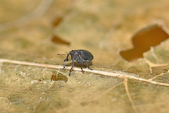 Ceutorhynchus erysimi