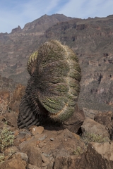 Ferocactus emoryi rectispinus